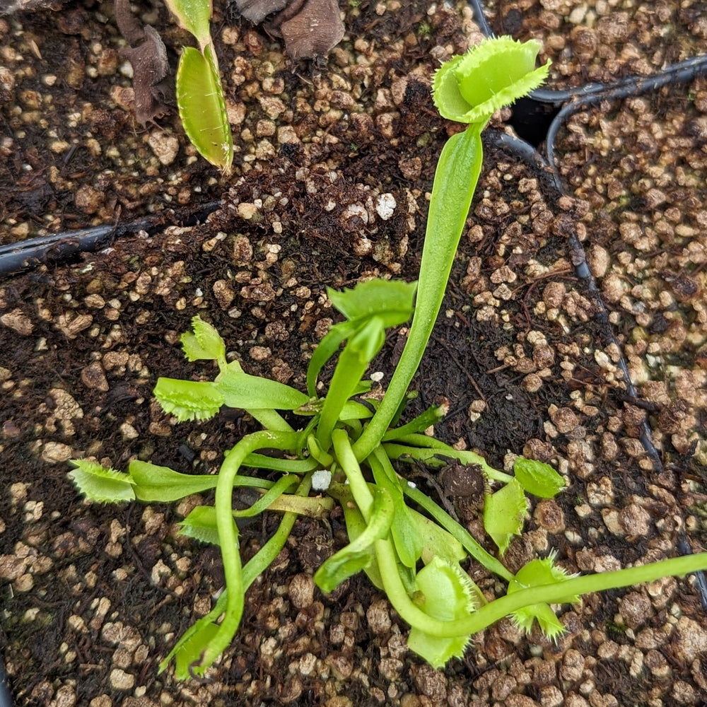 
                      
                        Venus Flytrap- Dionaea muscipula Biohazard II
                      
                    