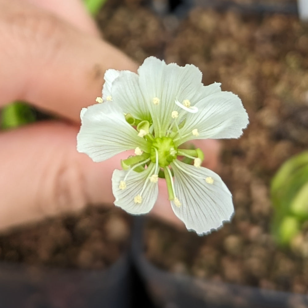 
                      
                        Venus Flytrap- Dionaea muscipula Biohazard II
                      
                    