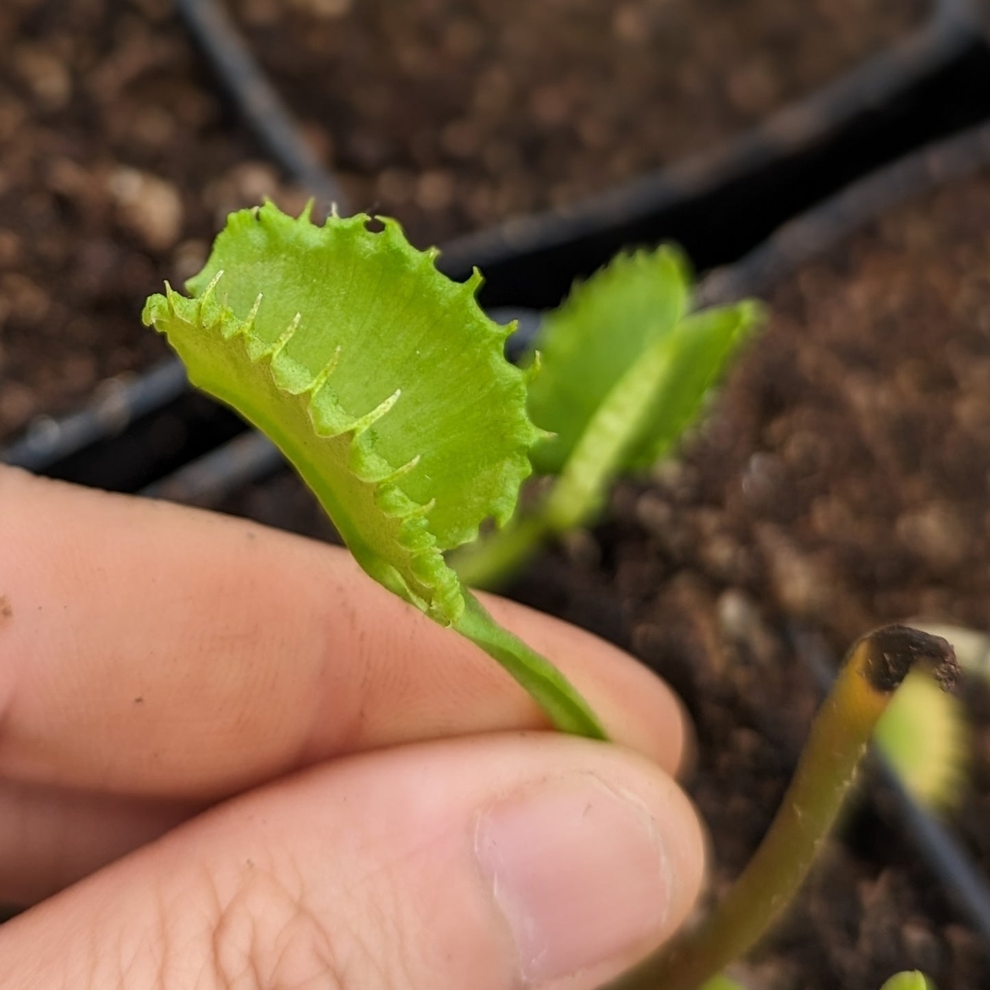 Venus Flytrap- Dionaea muscipula "Werewolf"