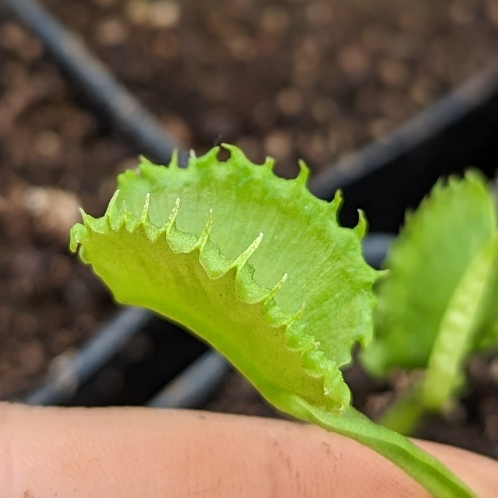 
                      
                        Venus Flytrap- Dionaea muscipula "Werewolf"
                      
                    