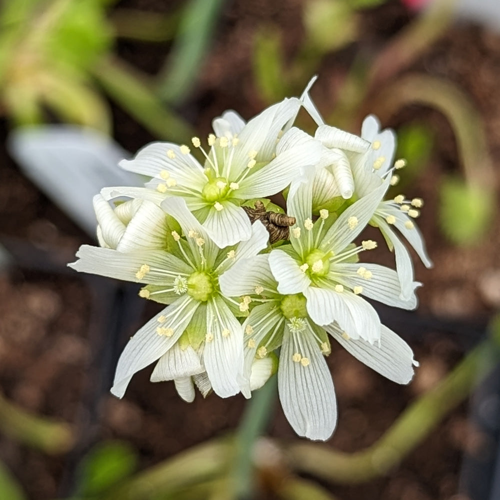 
                      
                        Venus Flytrap- Dionaea muscipula "Werewolf"
                      
                    