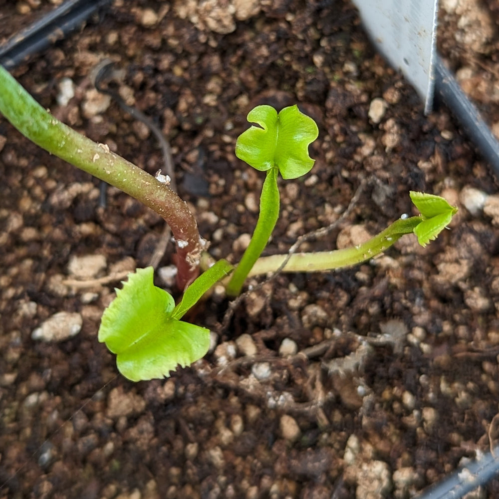 
                      
                        Venus Flytrap- Dionaea muscipula "Werewolf"
                      
                    