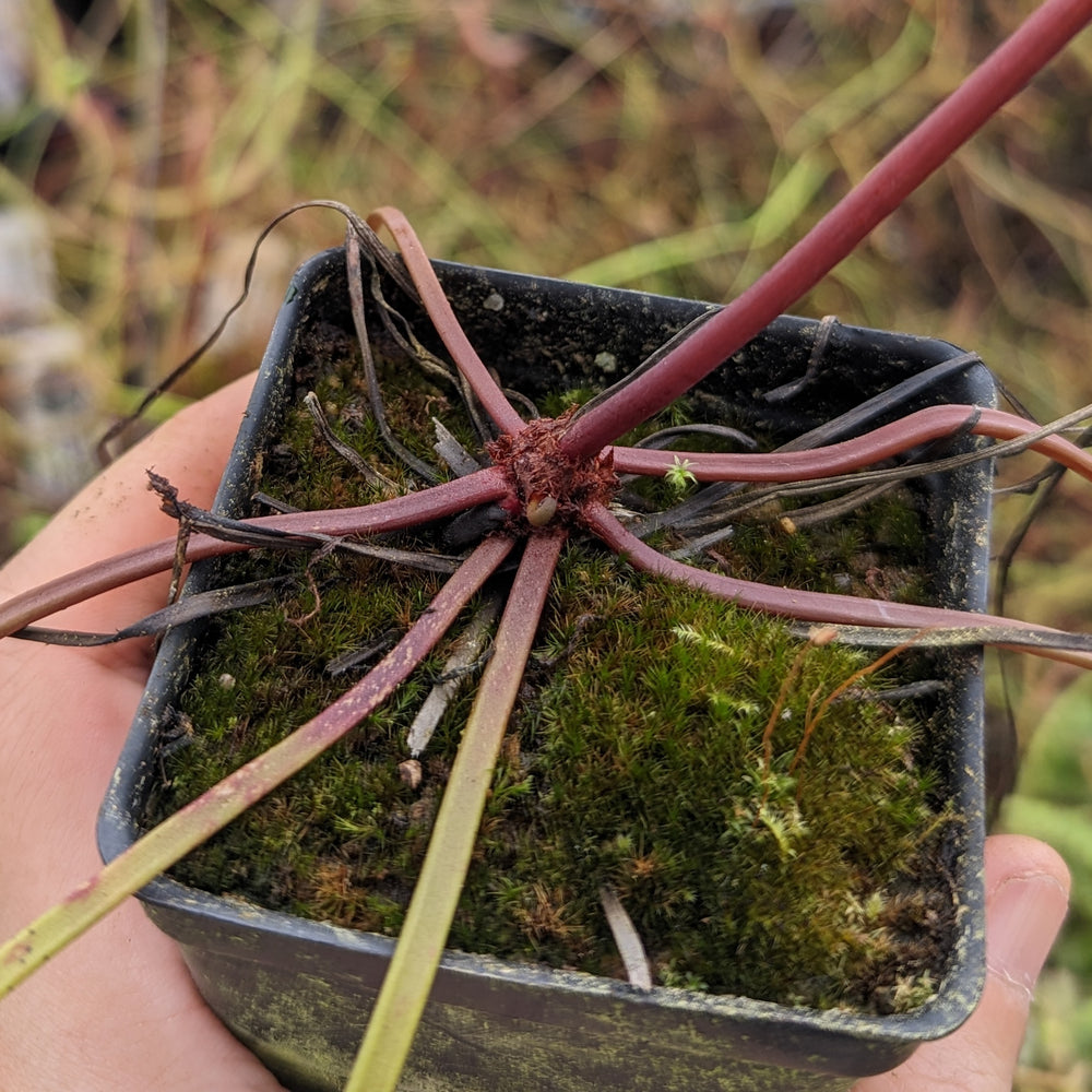 
                      
                        Drosera binata, Forked Sundew
                      
                    