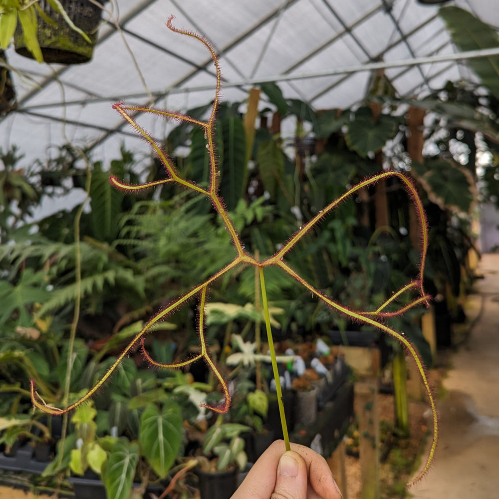 
                      
                        Drosera binata, Forked Sundew
                      
                    