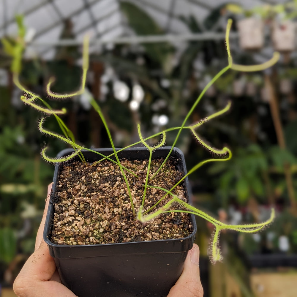 
                      
                        Drosera binata, Forked Sundew
                      
                    