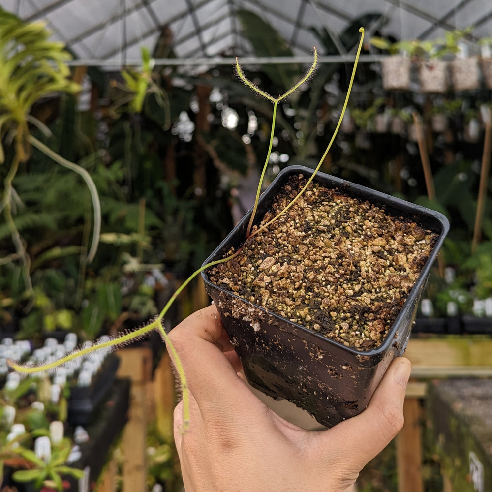 
                      
                        Drosera binata, Forked Sundew
                      
                    