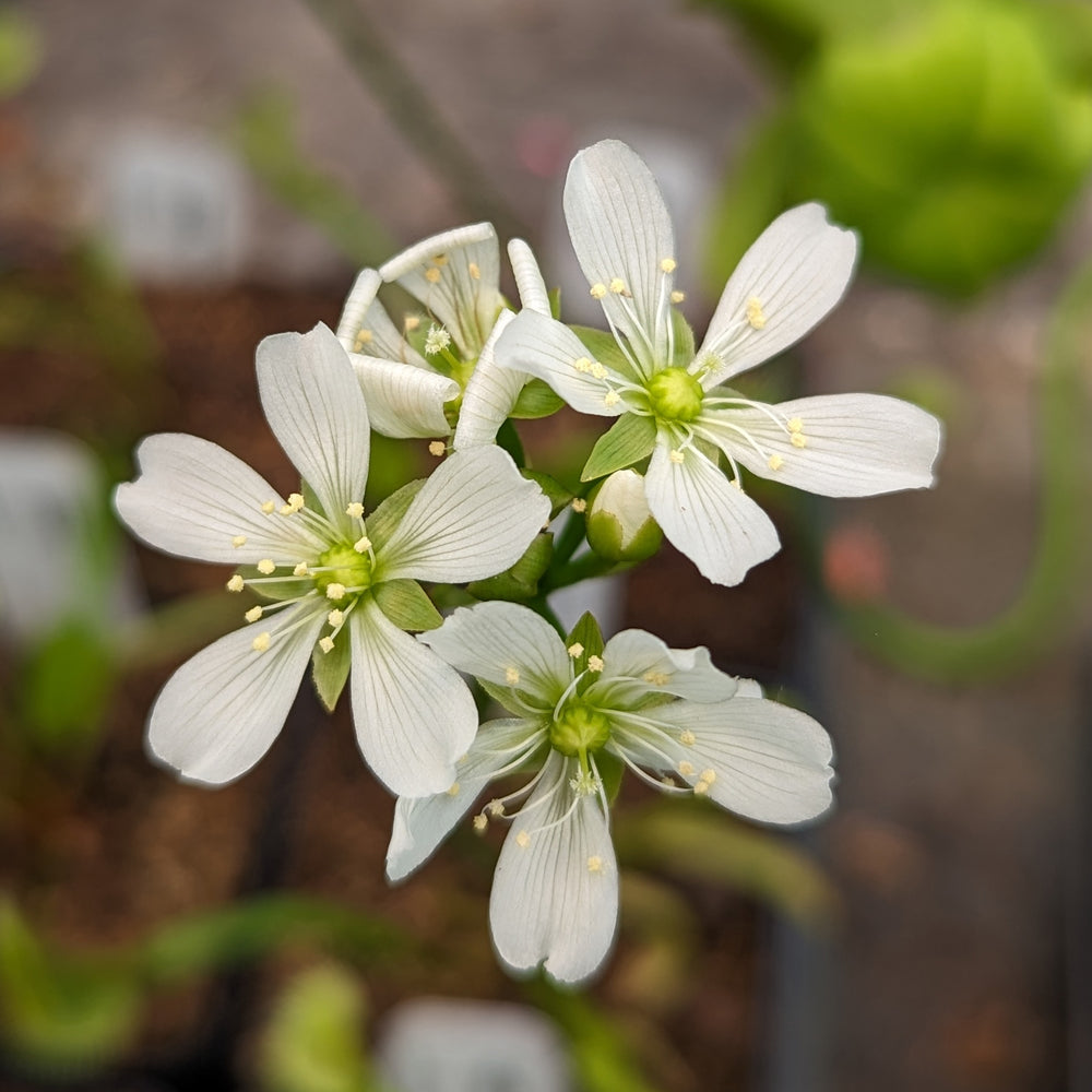 
                      
                        Venus Flytrap- Dionaea muscipula La Grosse à Guigui
                      
                    