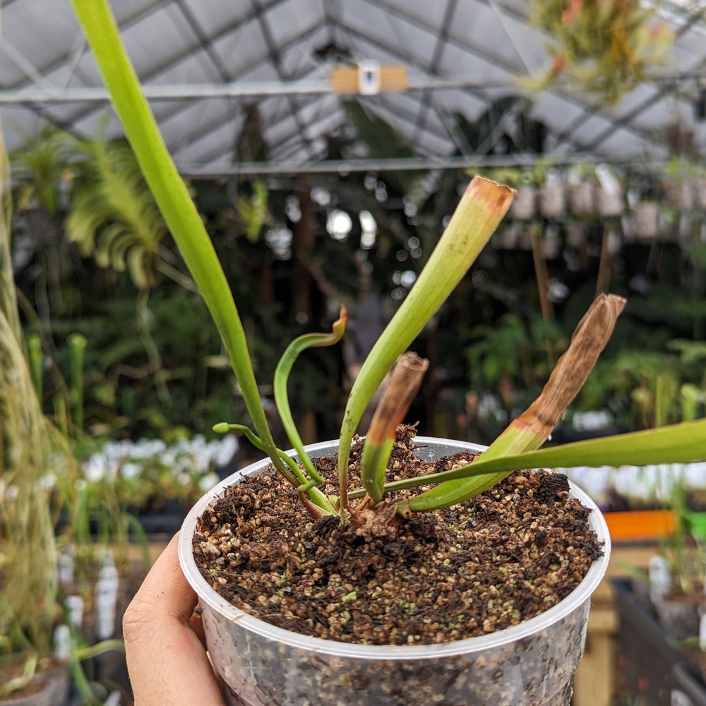 
                      
                        Sarracenia rubra ssp. wherryi
                      
                    