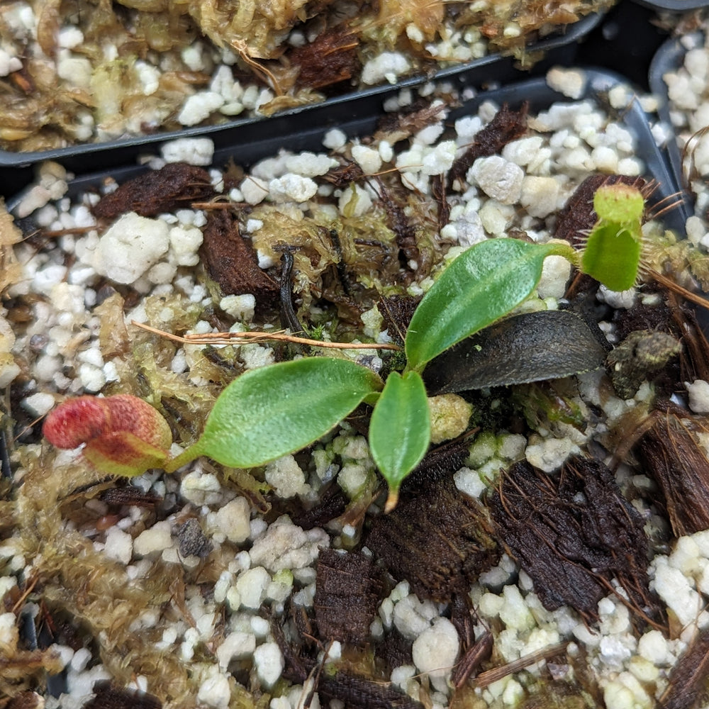 
                      
                        Nepenthes (lowii x veitchii) x edwardsiana CC, CAR-0432
                      
                    