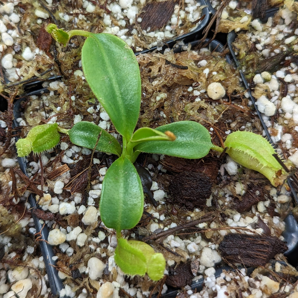 
                      
                        Nepenthes (lowii x veitchii) x edwardsiana CC, CAR-0432
                      
                    