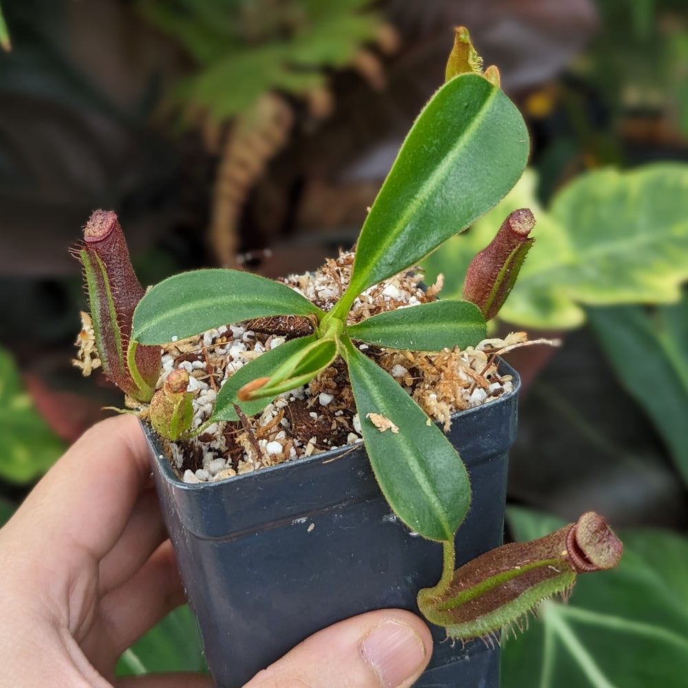 
                      
                        Nepenthes (lowii x veitchii) x edwardsiana CC, CAR-0432
                      
                    