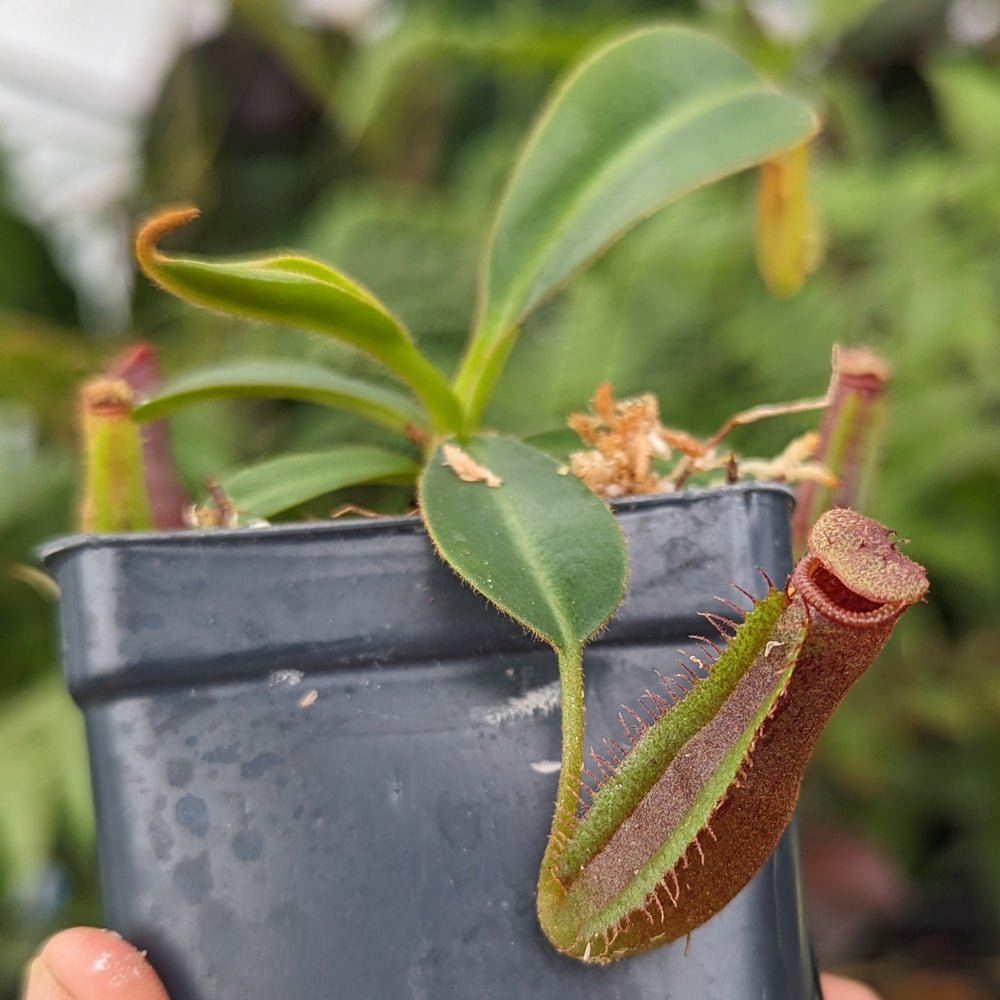 
                      
                        Nepenthes (lowii x veitchii) x edwardsiana CC, CAR-0432
                      
                    