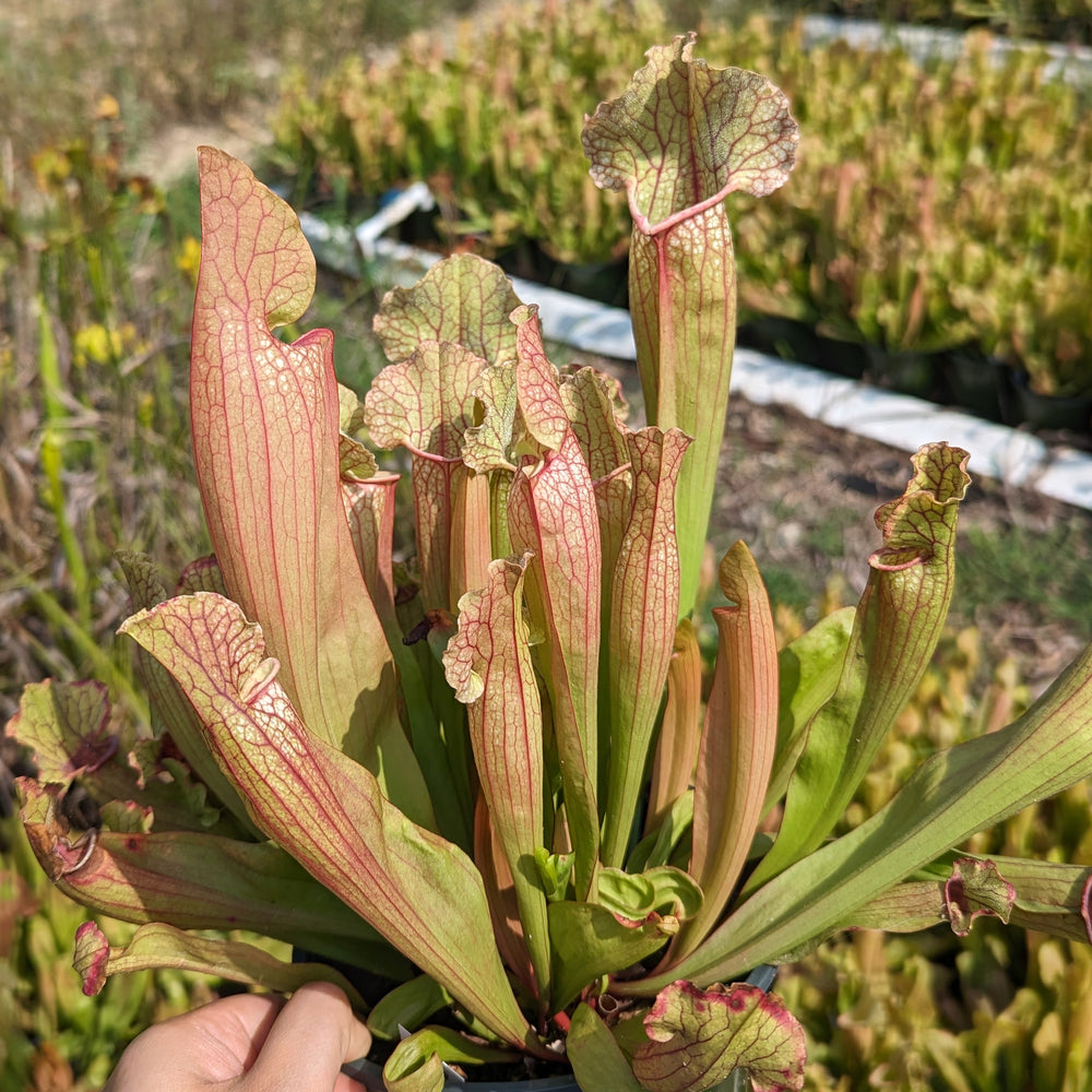 Sarracenia 'White Wizard'