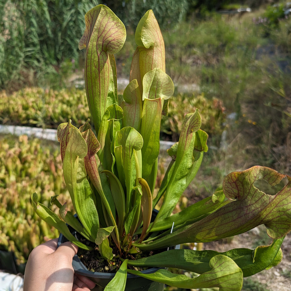 
                      
                        Sarracenia 'Meerkat Mob'
                      
                    