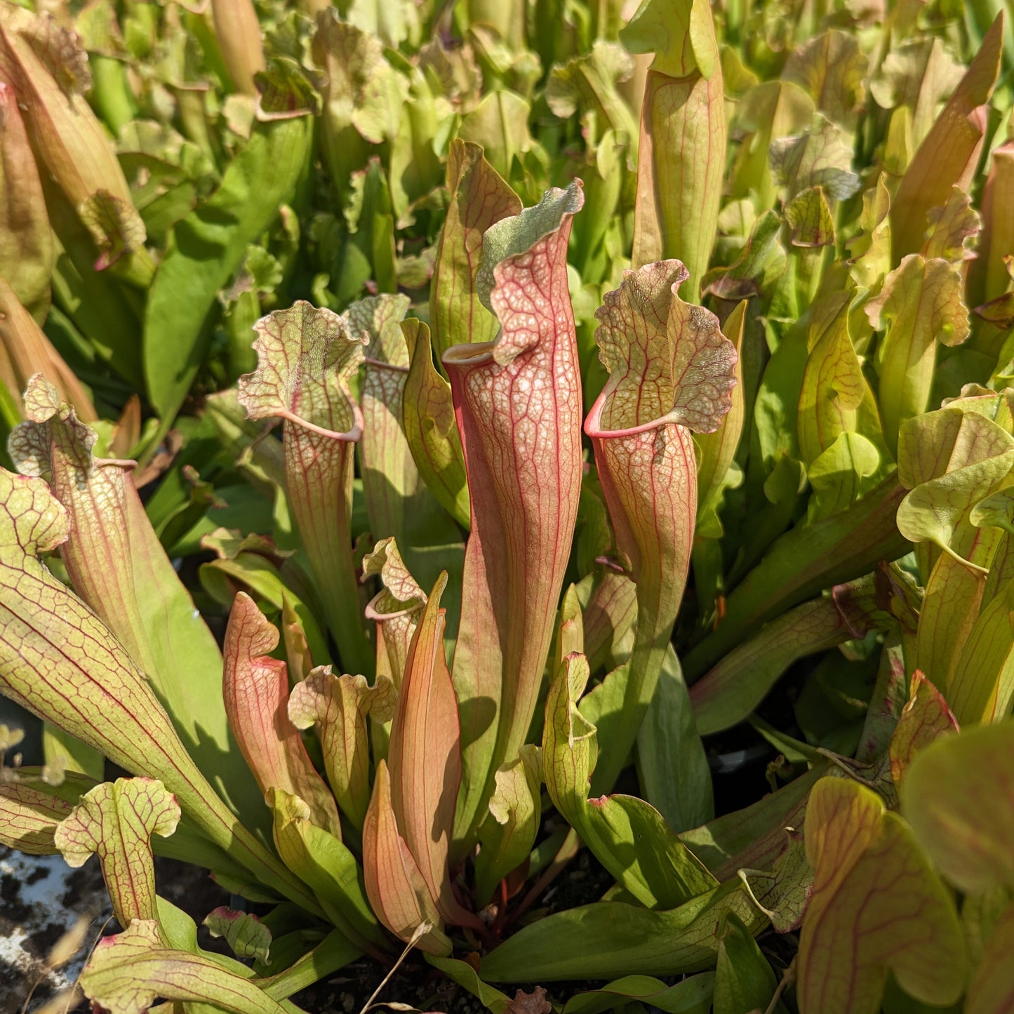 Sarracenia 'White Wizard'