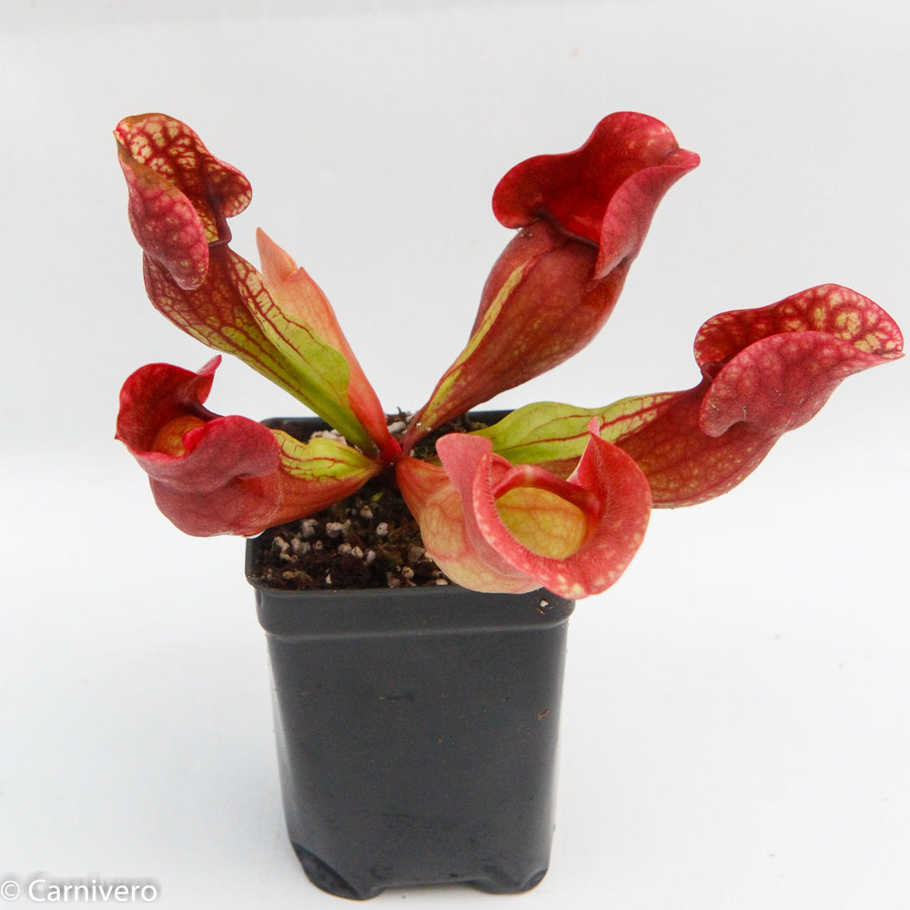 Sarracenia purpurea ssp. venosa 