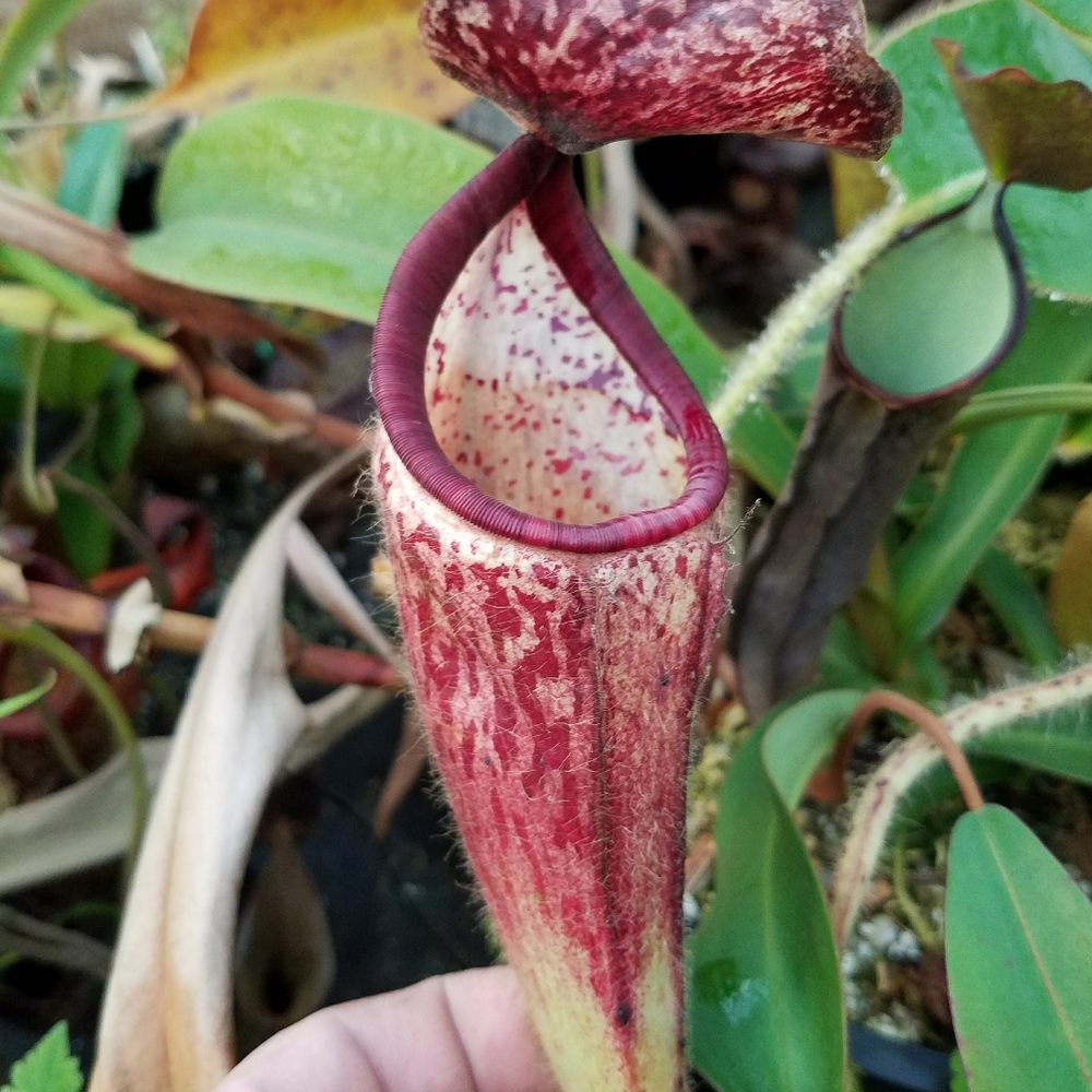 
                      
                        Nepenthes glandulifera, BE-3766
                      
                    