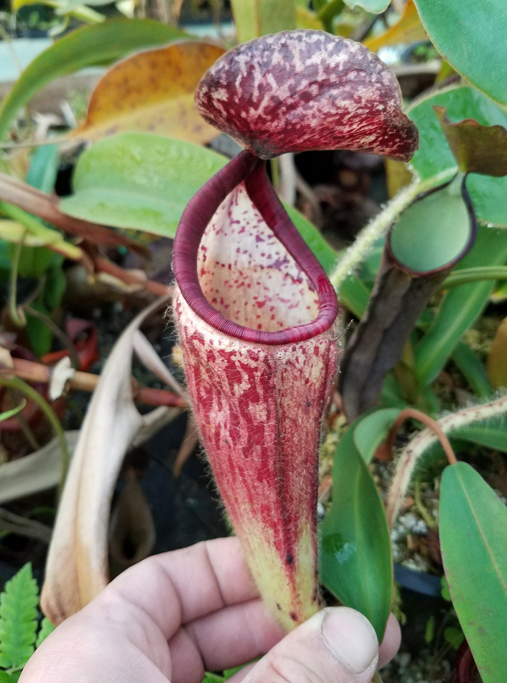 Nepenthes glandulifera, BE-3766