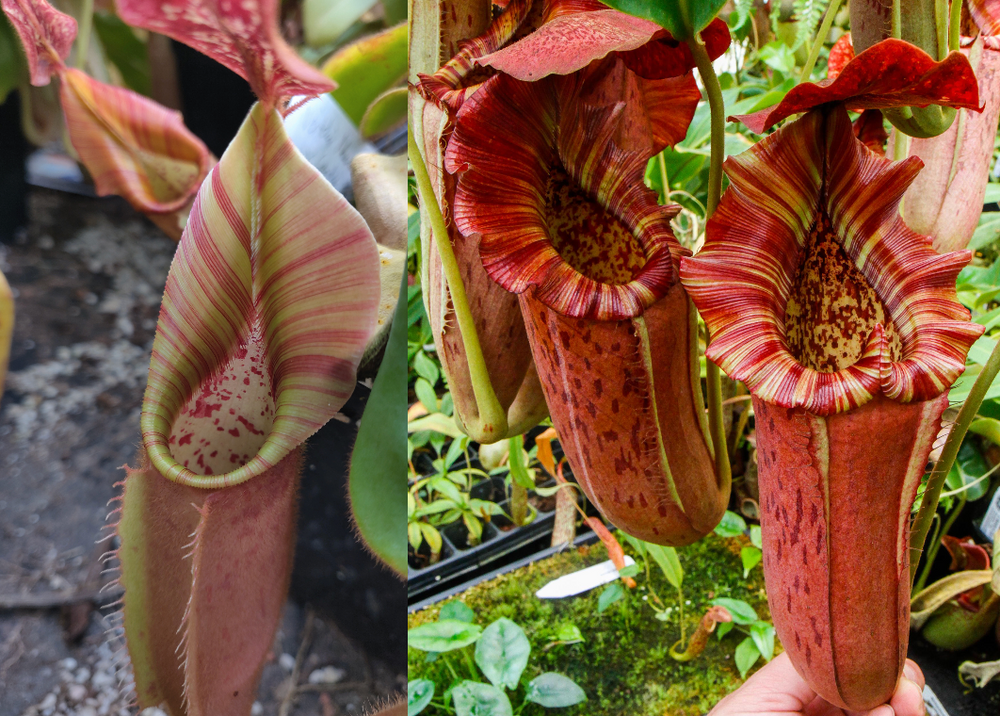 Nepenthes veitchii (Murud x Candy) x {Song of melancholy x [(lowii x veitchii) x boschiana]}, CAR-0499