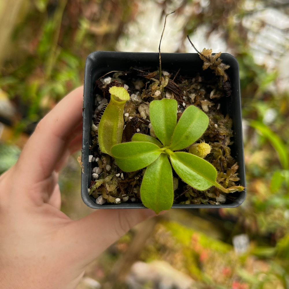 
                      
                        Nepenthes truncata (d) #1 x eymae, CAR-0548
                      
                    