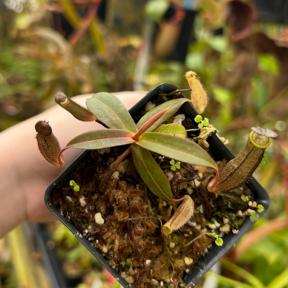 
                      
                        Nepenthes ramispina (C3), CAR-0501
                      
                    