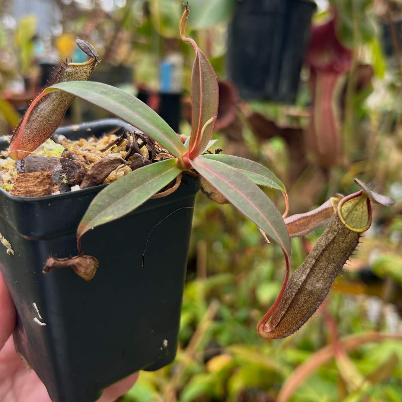 Nepenthes ramispina (C3), CAR-0501