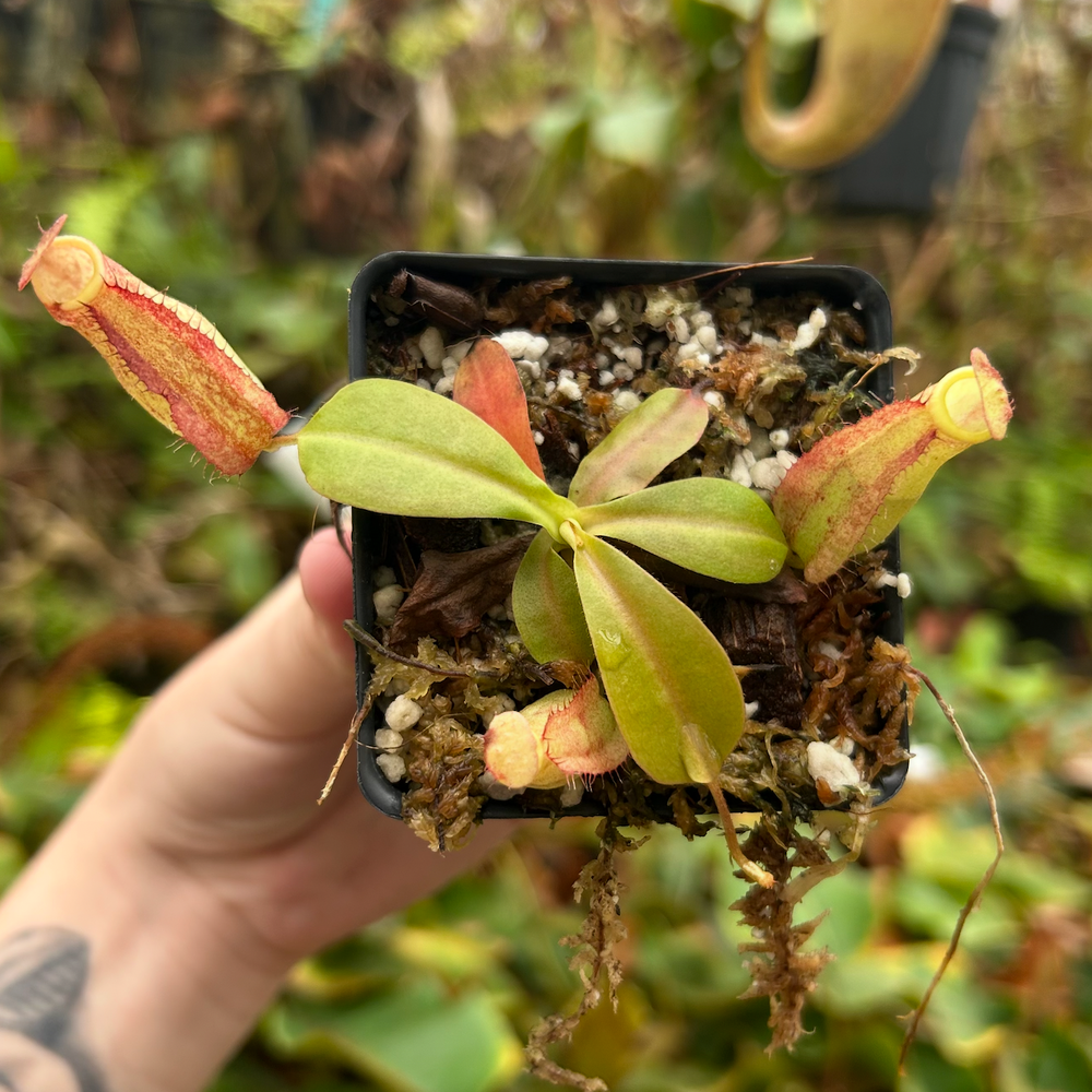 
                      
                        Nepenthes maxima (x) EP x kampotiana, CAR-0552
                      
                    