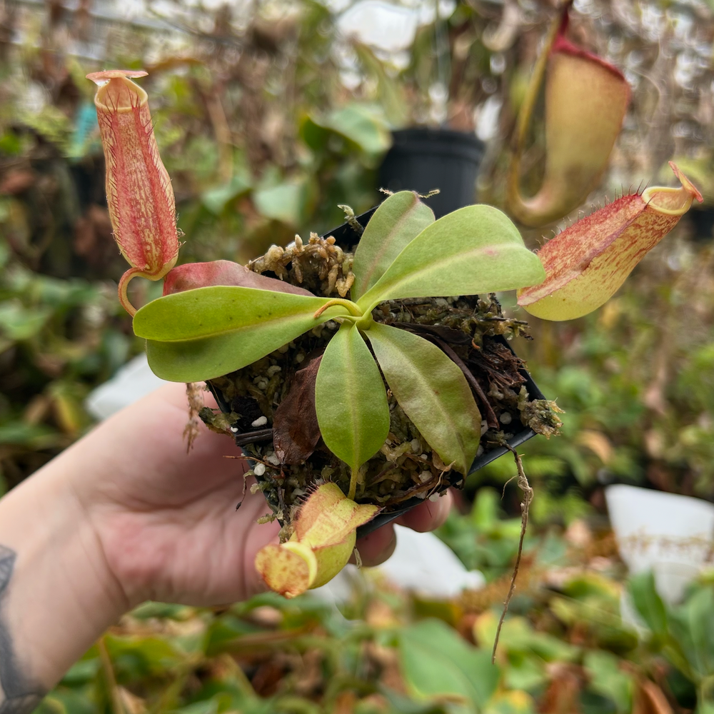 Nepenthes maxima (x) EP x kampotiana, CAR-0552