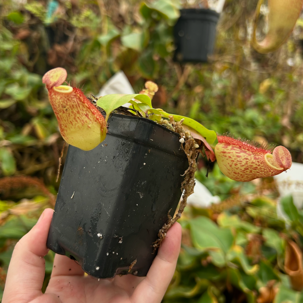 
                      
                        Nepenthes maxima (x) EP x kampotiana, CAR-0552
                      
                    