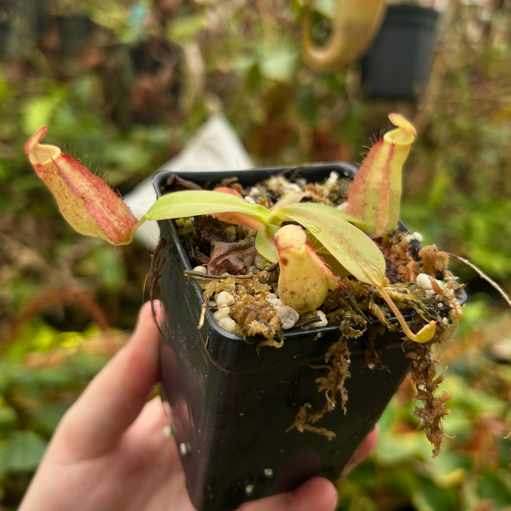 
                      
                        Nepenthes maxima (x) EP x kampotiana, CAR-0552
                      
                    