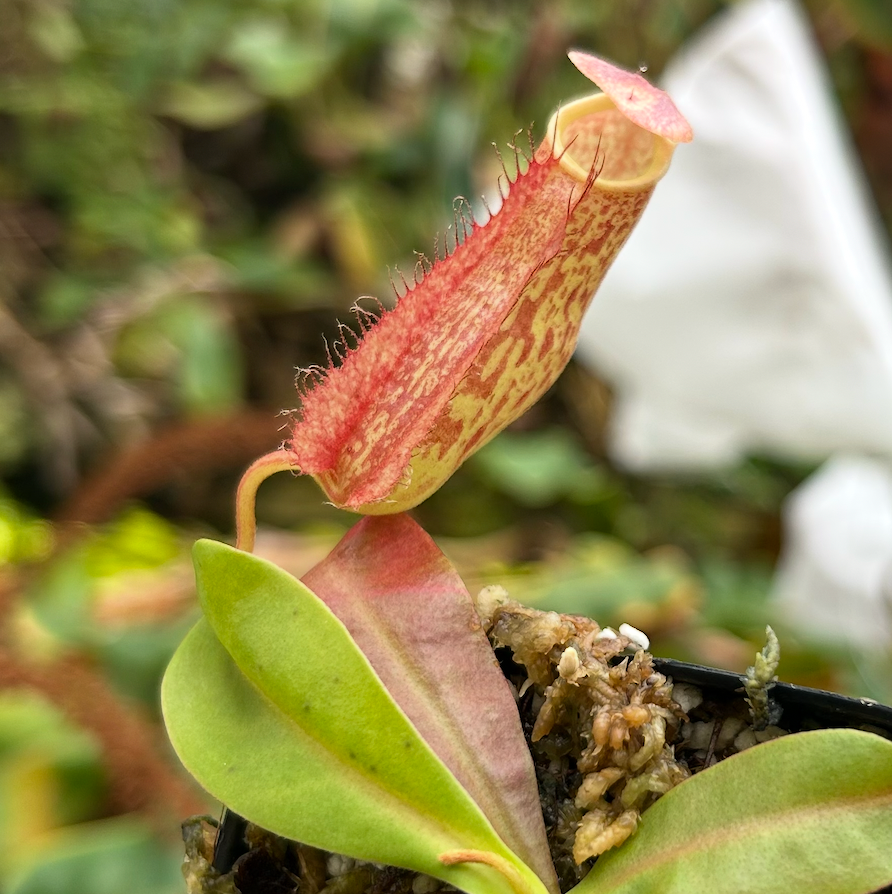 
                      
                        Nepenthes maxima (x) EP x kampotiana, CAR-0552
                      
                    