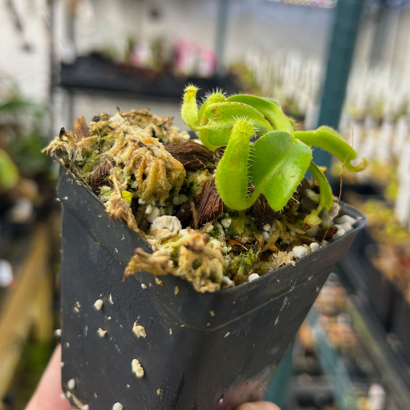 Nepenthes truncata JB x edwardsiana, CAR-0549