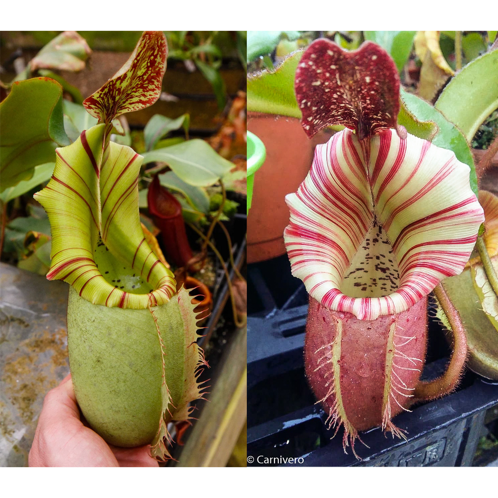 Nepenthes veitchii (JB x "Candy Dreams")-Seed Pod