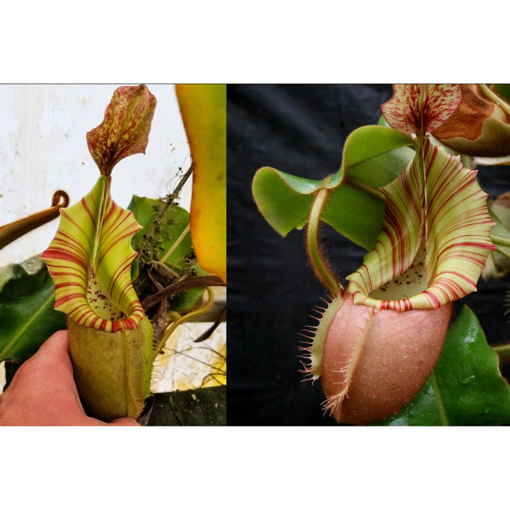 
                      
                        Nepenthes veitchii ((k) x Bareo Squat), CAR-0289
                      
                    