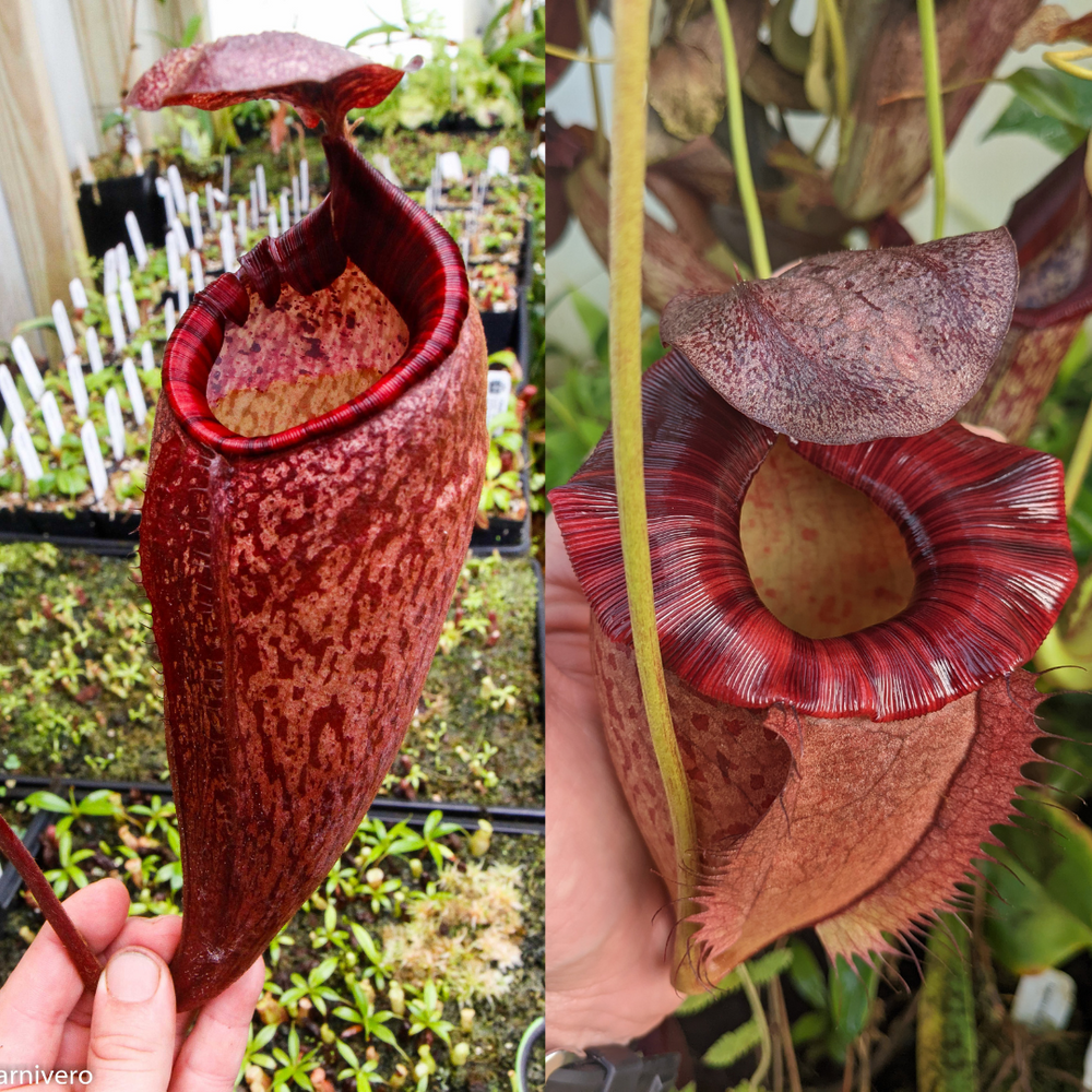 
                      
                        Nepenthes peltata BE x (peltata x tenuis), CAR-0474
                      
                    