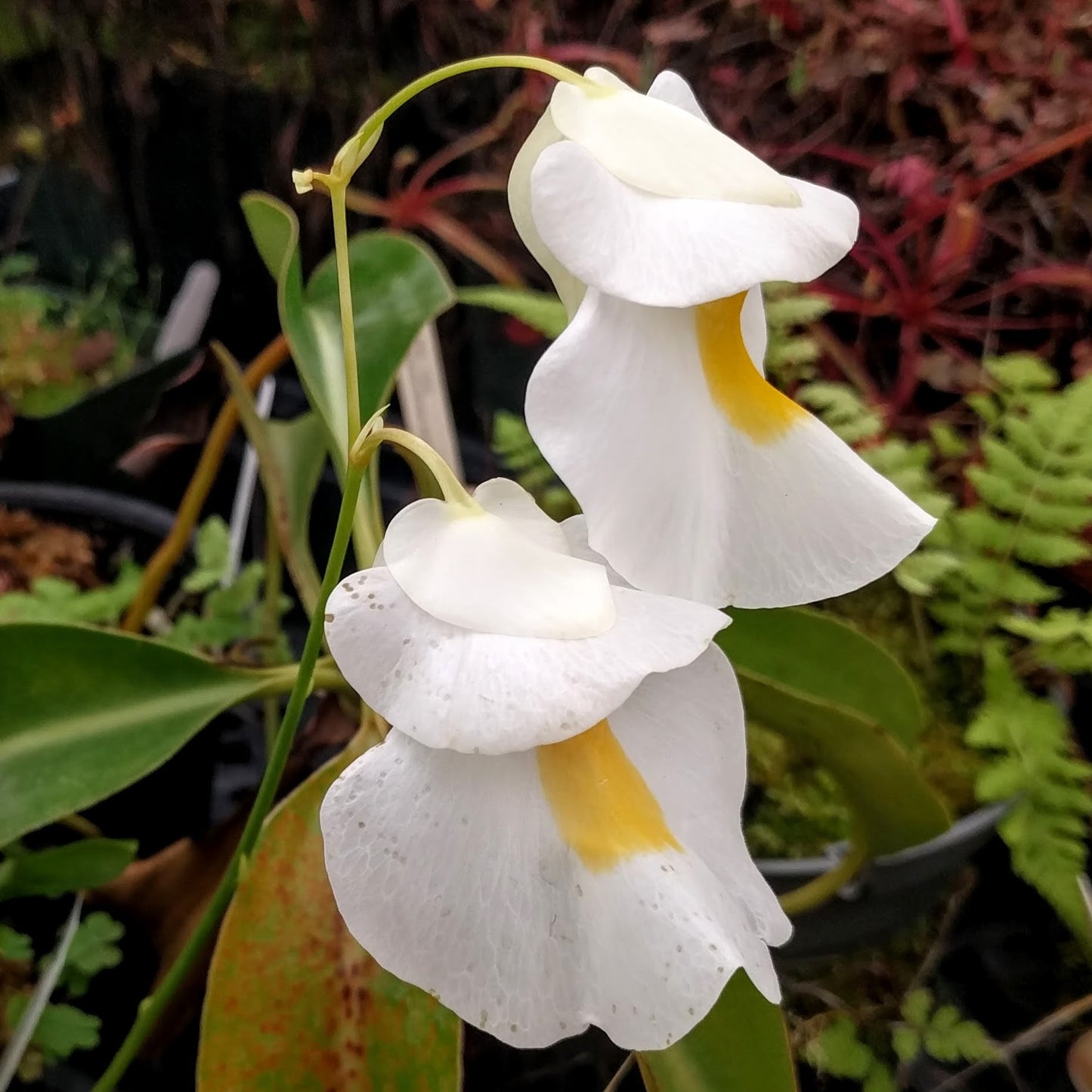 Utricularia alpina, Alpine Bladderwort, CAR-0396