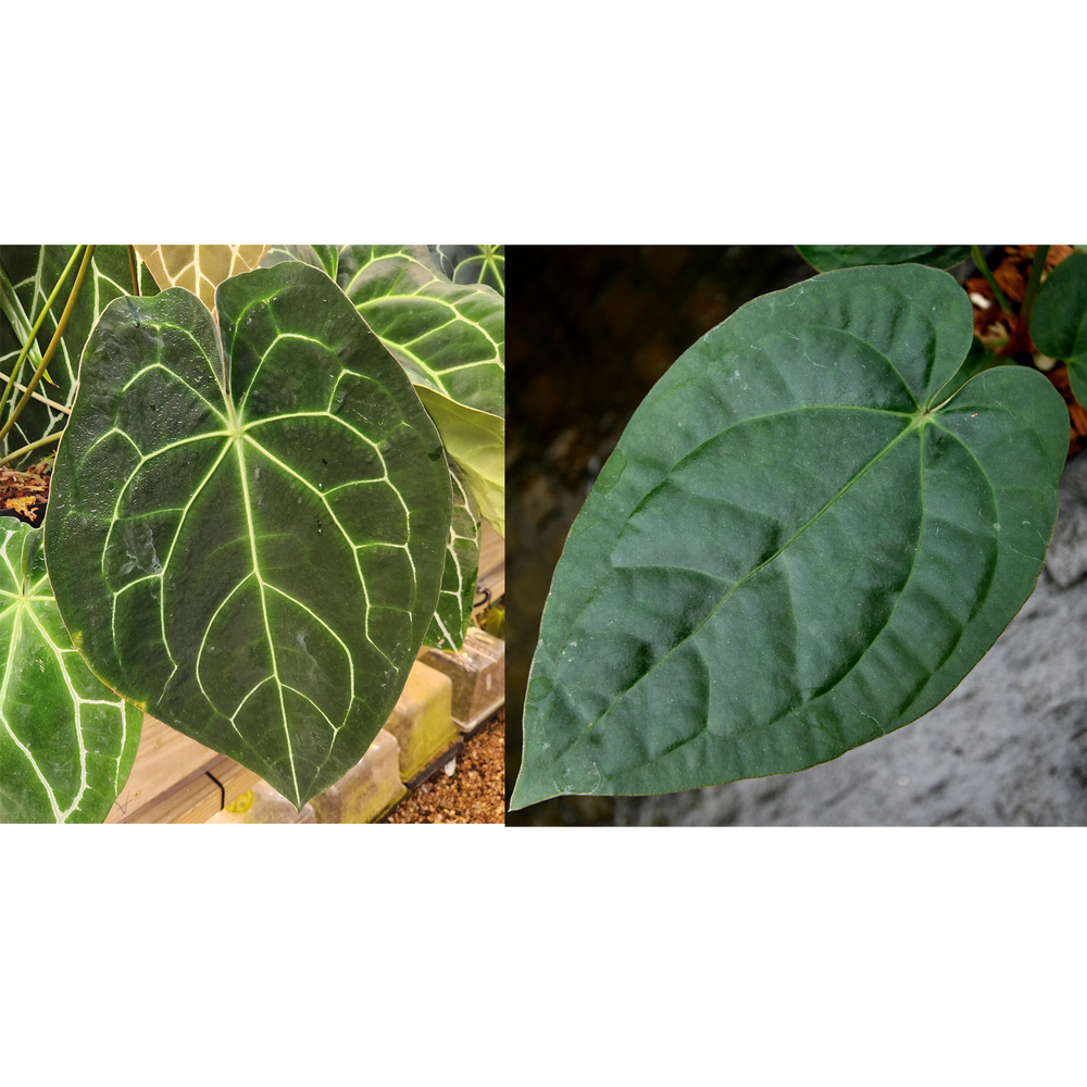 Anthurium (crystallinum x forgetii) x (crystallinum x debilis) Seeds