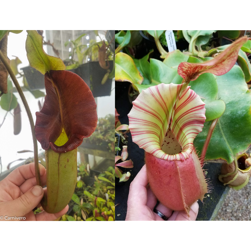 
                      
                        Nepenthes 'Whisper' x veitchii 'Cobra', CAR-0410
                      
                    