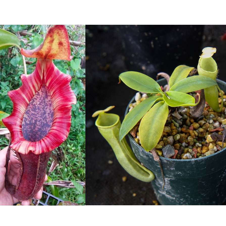 
                      
                        Nepenthes [(lowii x veitchii) x boschiana] x campanulata, CAR-0415
                      
                    