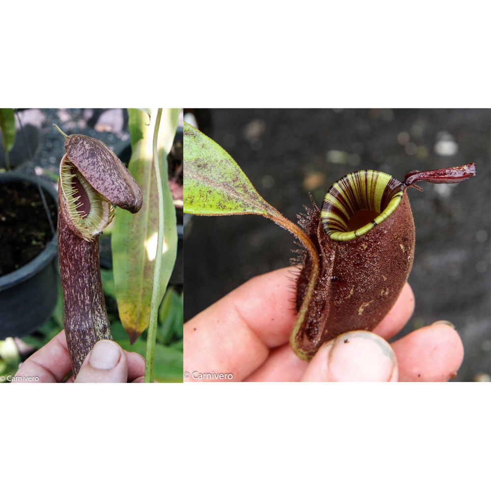 
                      
                        Nepenthes mirabilis var echinostoma x ampullaria 'Black Miracle', CAR-0416
                      
                    