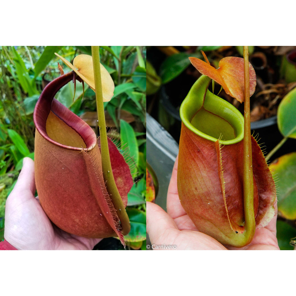 
                      
                        Nepenthes bicalcarata Collection
                      
                    