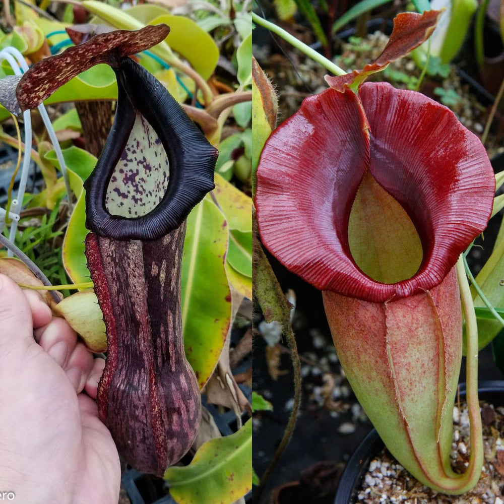 Nepenthes boschiana x (spathulata x jacquelineae) BE best 2, CAR-0521