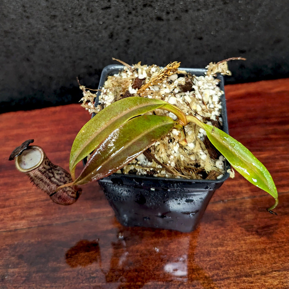 
                      
                        Nepenthes ceciliae, BE-4600
                      
                    