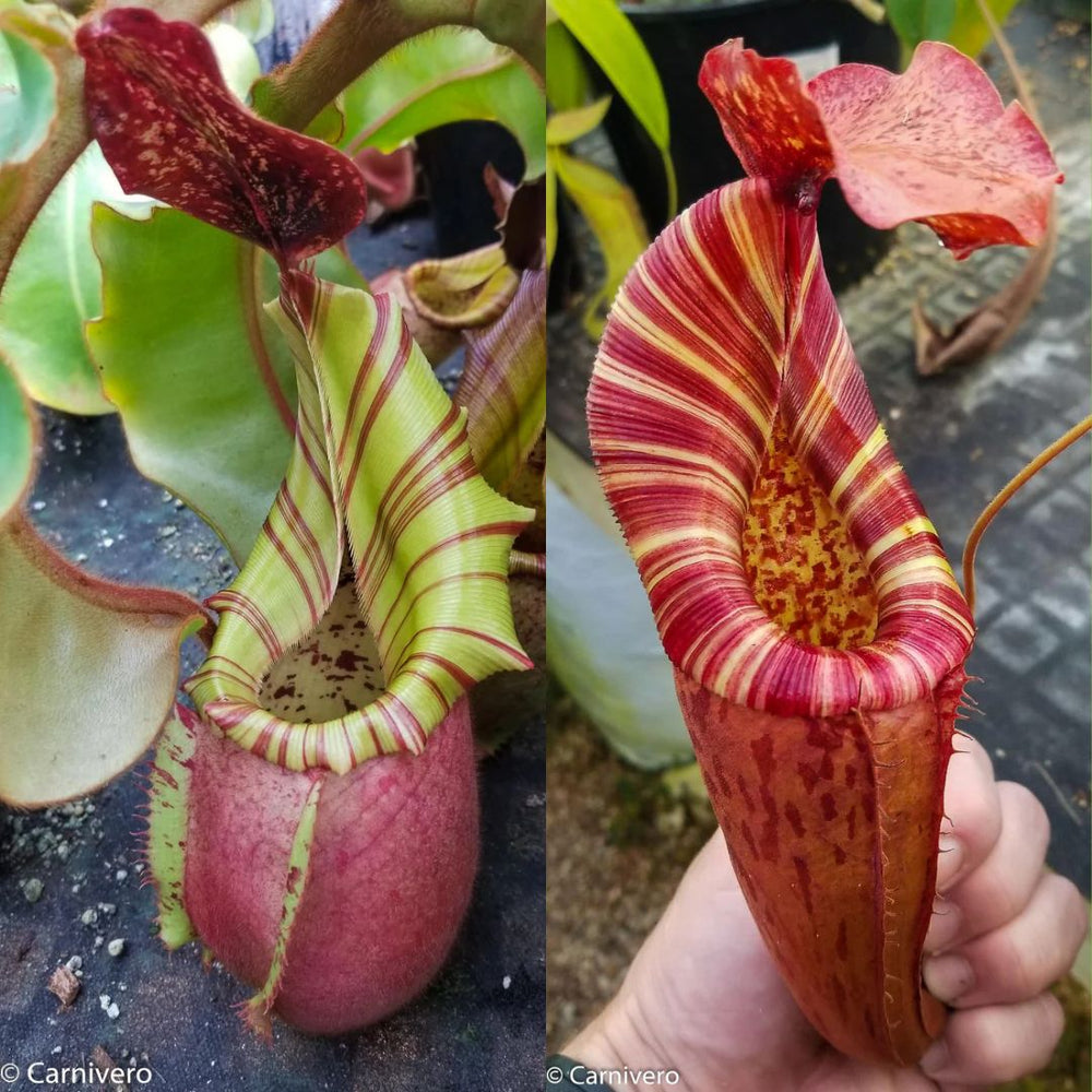 
                      
                        Nepenthes veitchii (Murud x Candy) 'CK Best' x Red Complex, CAR-0537
                      
                    