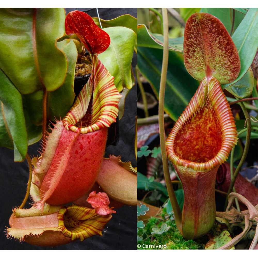 Nepenthes veitchii (Big Mama x Pink Candy Cane) #4 x Trusmadiensis SG-Seed Pod