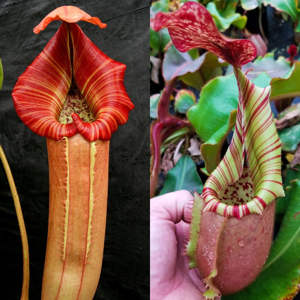 Nepenthes (Song of melancholy x truncata) - #1 x veitchii (Murud x Candy)-Striped CAR-0508