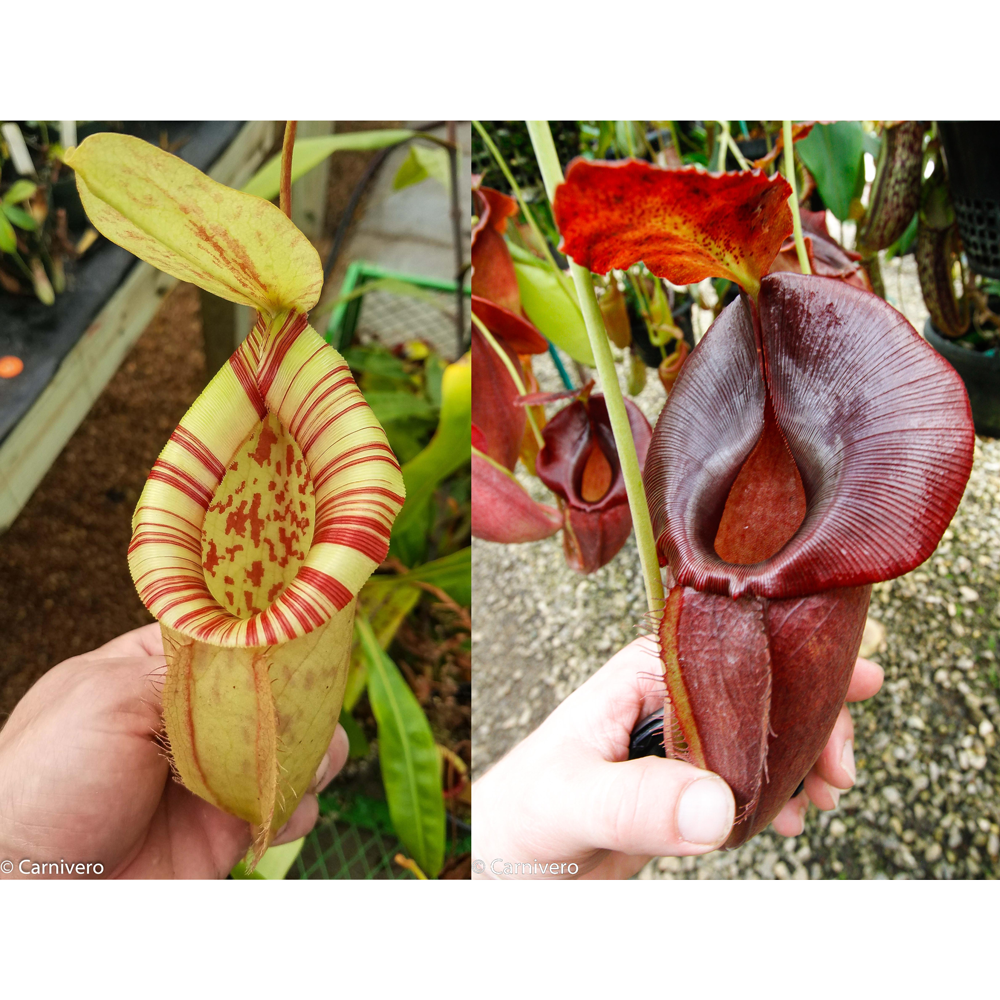 
                      
                        Nepenthes [(Viking x ampullaria) x northiana] x (spathulata x jacquelineae), CAR-0408
                      
                    