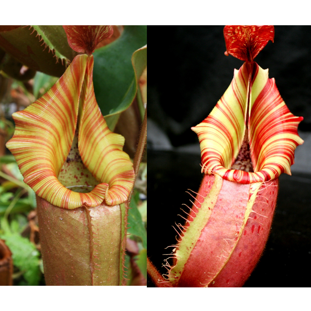 Nepenthes (Song of Melancholy x veitchii) #6 x veitchii "Candy Dreams"-Seed Pod