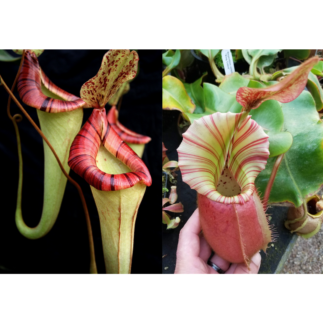 Nepenthes {[(lowii x veitchii) x boschiana] x platychila} x veitchii Cobra Seed Pod