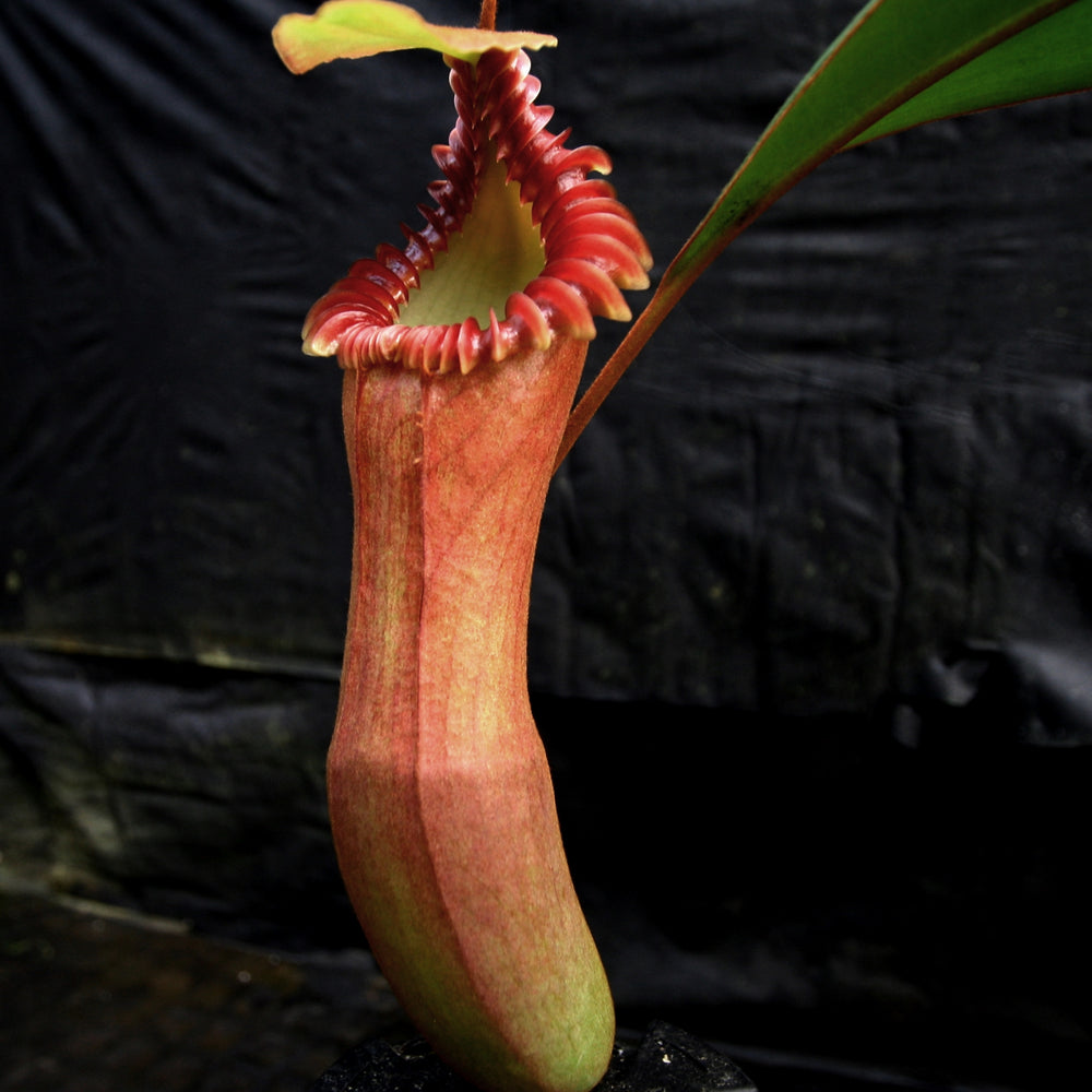 
                      
                        [A448] Nepenthes edwardsiana (Tambuyukon) Clone: 03
                      
                    